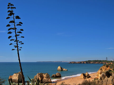 Algarve landscape with agarve plant, typical vegetation