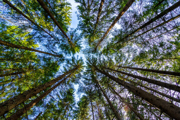 Looking up at forest trees low angle view - Powered by Adobe