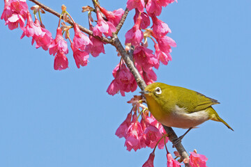 桜とメジロ
