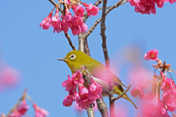 桜とメジロ