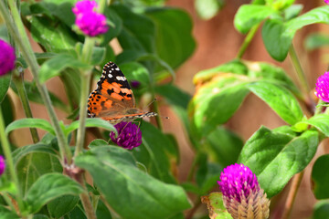 A colorful butterfly known as painted lady.
