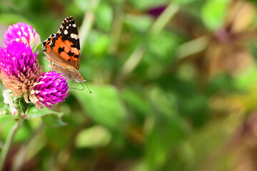 Obraz na płótnie Canvas A colorful butterfly known as painted lady. 