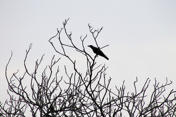 Raven fly and sit over leafless tree. 