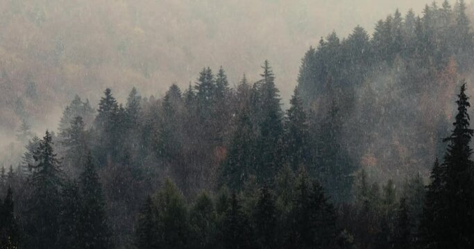 Mist and sleet storm over a cone tree forest in the Romanian mountains during a November cloudy day.