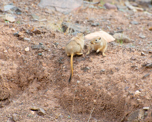 Group of great gerbils communicating with each other on their natural habitat, Charyn canyon, Kazakhstan
