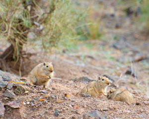 Group of great gerbils communicating with each other on their natural habitat, Charyn canyon, Kazakhstan
