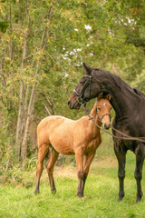 Fototapeta premium A mare with a foal standing on a forest path surrounded by autumn colors