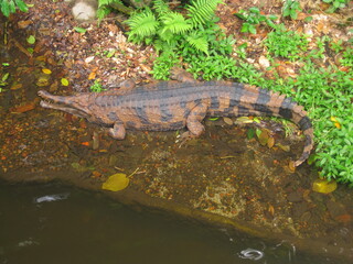 The amazing wildlife and nature in the large and famous Singapore Zoo in Southeast Asia