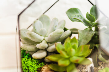 Florarium - composition of succulents, stone, sand and glass, element of interior, home decor, glass terarium