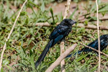 Groove-billed Ani (Crotophaga sulcirostris) in tropical forest of Papaturro River area, Nicaragua