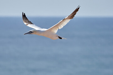 A single white and yellow gannet flies through the sky, blue, gray sea in background