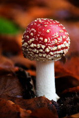 Fly agaric in a autumn forest. Close up.