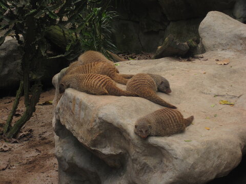 The amazing wildlife and nature in the large and famous Singapore Zoo in Southeast Asia