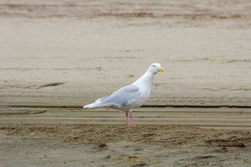 Glaucous Gull (Larus hyperboreus) in Barents Sea coastal area, Russia