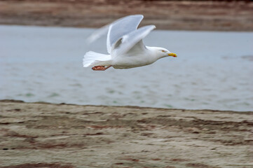 Fototapeta na wymiar Glaucous Gull (Larus hyperboreus) in Barents Sea coastal area, Russia