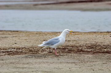 Glaucous Gull (Larus hyperboreus) in Barents Sea coastal area, Russia