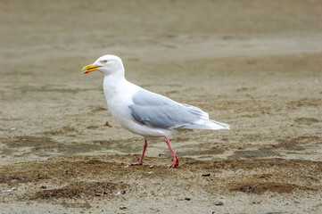 Fototapeta premium Glaucous Gull (Larus hyperboreus) in Barents Sea coastal area, Russia