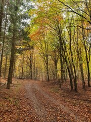 path in autumn forest