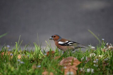 Bird on green grass.