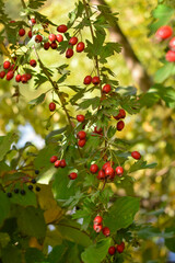 Hawthorn