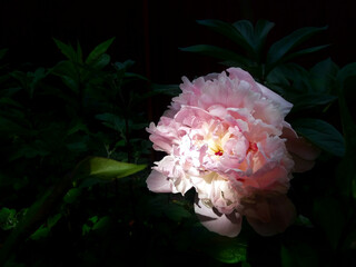 Large pink peony flower bud. On a dark green background of leaves and stems, the petals are illuminated by the sun