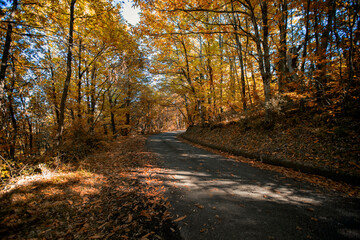 Obraz premium Forest of Rubbio state reserve