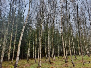 birch grove in autumn