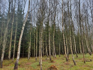 Fototapeta premium birch grove in autumn