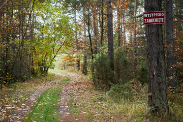 leśna  jesienna  ścieżka, ścieżka,droga  - obrazy, fototapety, plakaty