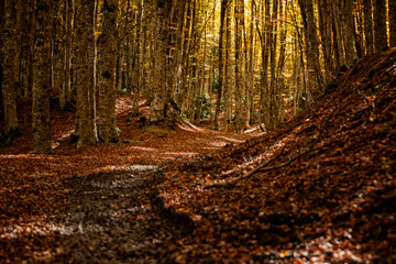 Forest of Rubbio state reserve