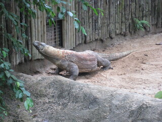 The landscapes and skyline of Singapore and it's botanical gardens in Southeast Asia