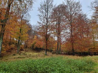 Fototapeta premium autumn in the forest