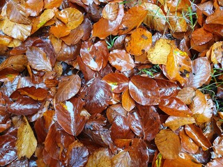 autumn leaves in the forest