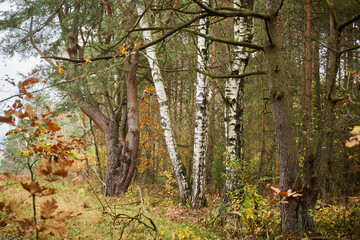 jesienne drzewa ,las ,drzewa, jesień  © Marcin Łazarczyk