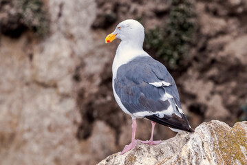 Western Gull (Larus occidentalis) in Malibu Lagoon, California, USA