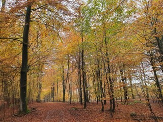 Fototapeta premium autumn in the woods