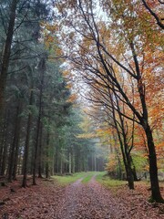 Obraz premium autumn in the forest