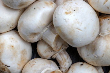 Champignons de Paris - Agaricus bisporus - en gros plan