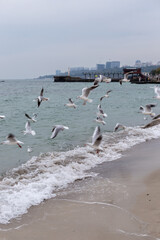 sea in cloudy weather with seagulls