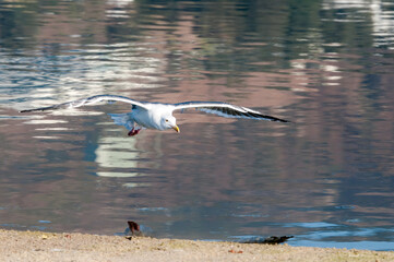 Western Gull (Larus occidentalis) in Malibu Lagoon, California, USA