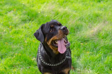 Portrait of Rottweiler female looking up past camera.