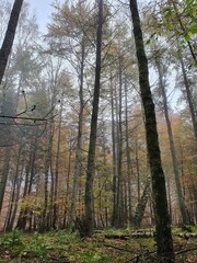 trees in the forest fog