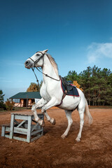 A beautiful white horse with a saddle rears up in nature. Jockey, hippodrome, horseback riding.