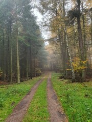 Naklejka premium fog in the autumn forest