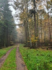 foggy path in the forest in autumn