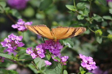 Papillon sur une fleur