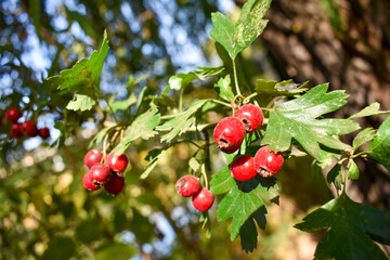 Fototapeta premium Bright juicy hawthorn