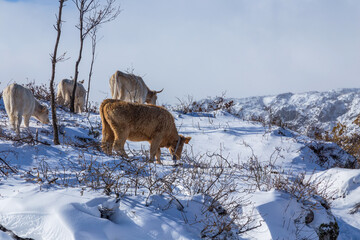 Cows at the mountain with snow