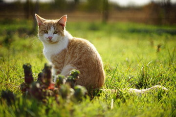 Naklejka na ściany i meble Fluffy big ginger white cat with sad face sitting on the green grass in sunny day