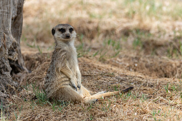 meerkat sitting in the grass under the shade of a tree